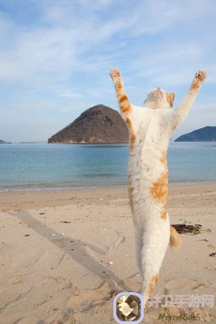 猫之城4个自选深度分析，带你玩转新版本！