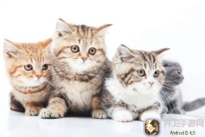 猫之城：探索神秘收藏品，解锁独特魅力！