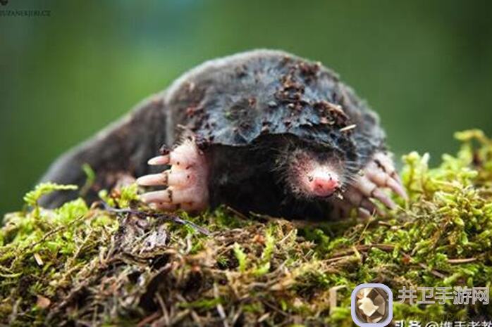 鼹鼠同行之森林之家动态表情包意见征集！快来为喜爱的角色投票吧！ >