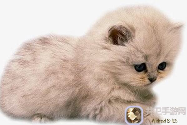 猫之城萌新必看！新手入门小技巧，轻松秒变猫咪高手